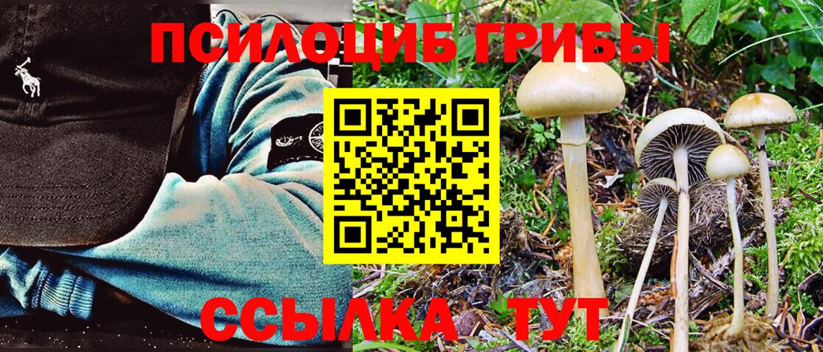 Галлюциногенные грибы Psilocybine cubensis Ковров